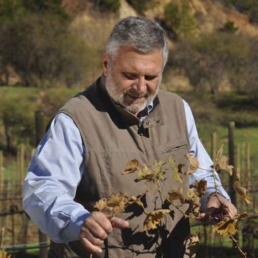 Maurizio Castelli